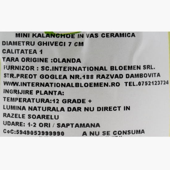 Floare mini Kalanchoe în vas ceramic Funny Pet, diferite culori