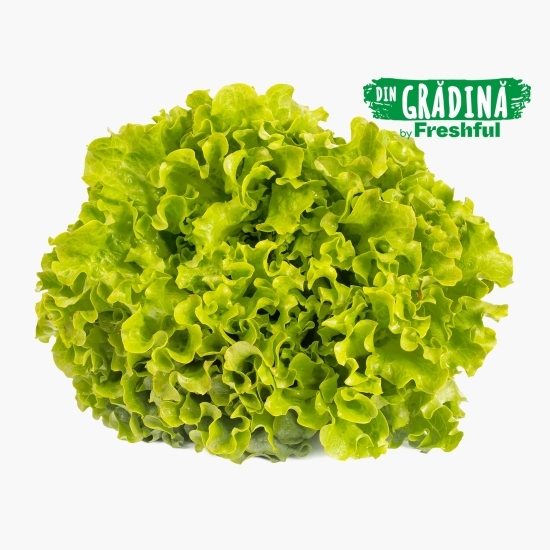 Salată creață România 1 buc