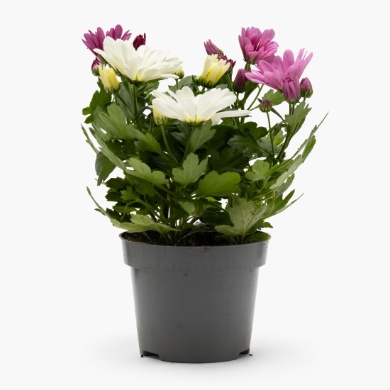 Floare Crizantemă trio în ghiveci