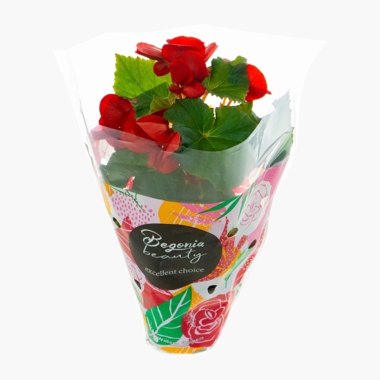 Floare begonie, diferite culori, 9cm