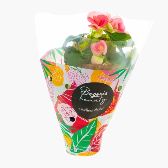 Floare begonie, diferite culori, 9cm