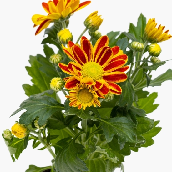 Crizantemă, diferite culori (floare în ghiveci)