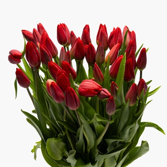 Mândră în toate cele • Buchet lalele roșii, 50 fire