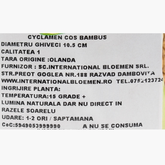 Floare Cyclamen în coș de bambus cu toartă