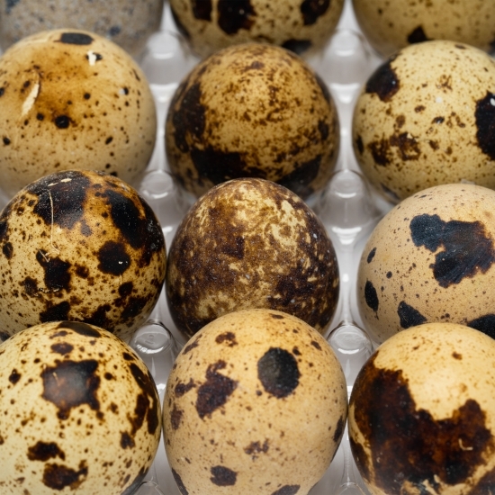 Ouă de prepeliță 24 bucăți