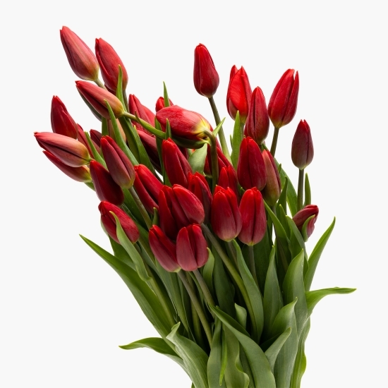 Buchet lalele roșii 50 fire