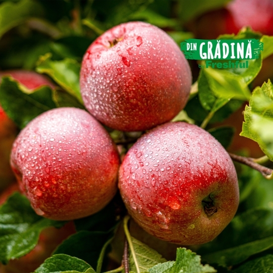 Mere Florina de Voinești minim, calitatea 2, 1kg