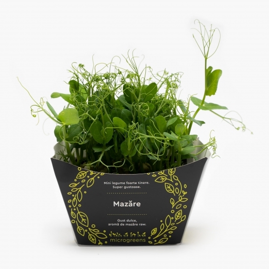 Mix de microplante pentru salată (varză roșie, măcriș verde, floarea-soarelui, mazăre)