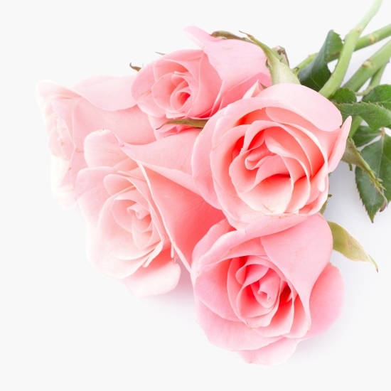 Buchet trandafiri, 5 fire, diverse culori