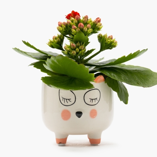 Floare mini Kalanchoe în vas ceramic Funny Pet, diferite culori