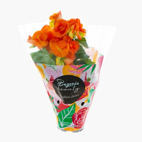 Floare begonie, diferite culori, 9cm