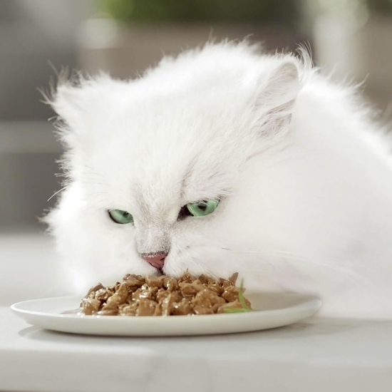 Hrană umedă pentru pisici, 4 x 85g, Perle cu vită/pui/iepure/somon în sos