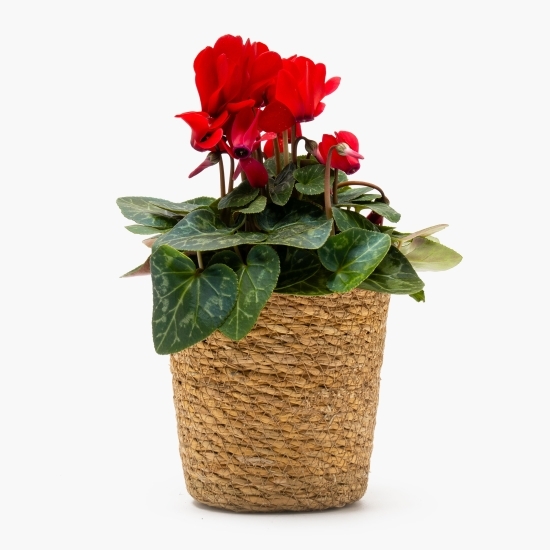 Floare Cyclamen în coș de bambus cu toartă