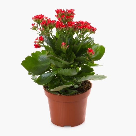 Floare kalanchoe, diverse culori, 10.5cm