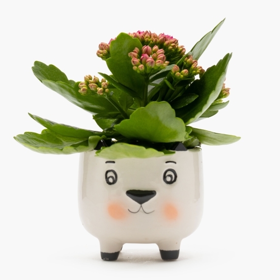 Floare mini Kalanchoe în vas ceramic Funny Pet, diferite culori