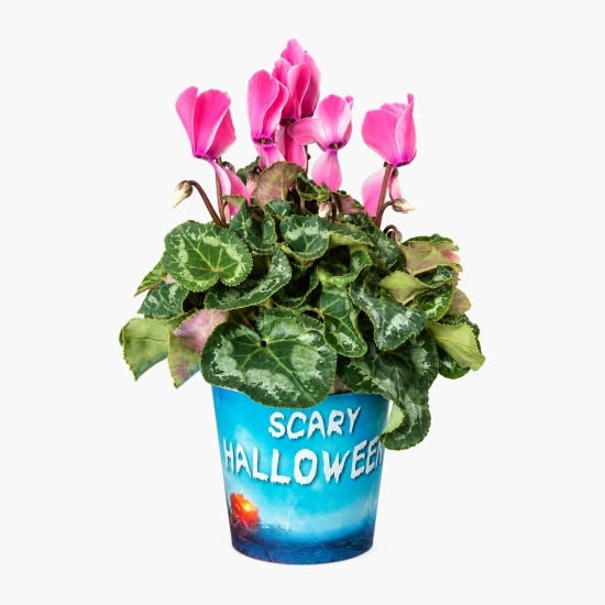Floare Cyclamen în ghiveci Halloween, diverse modele și culori