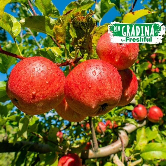 Mere Frumos de Voinești, România, minim 1kg