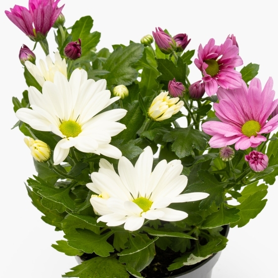 Floare Crizantemă trio în ghiveci