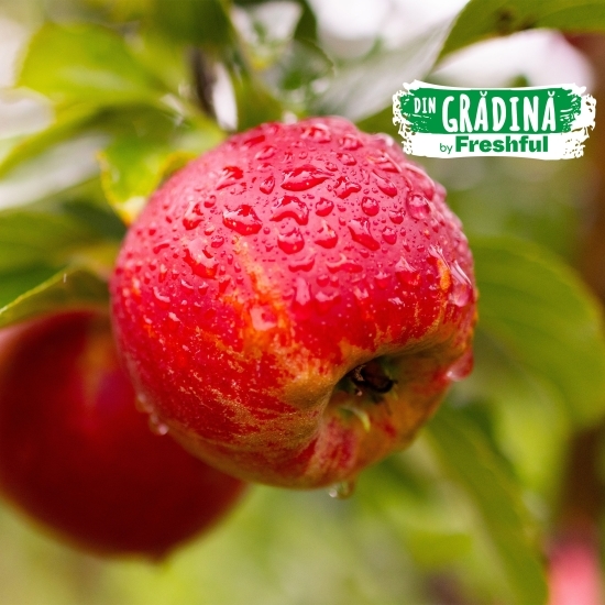 Mere Crimson Crisp de Voinești, România, minim 1kg