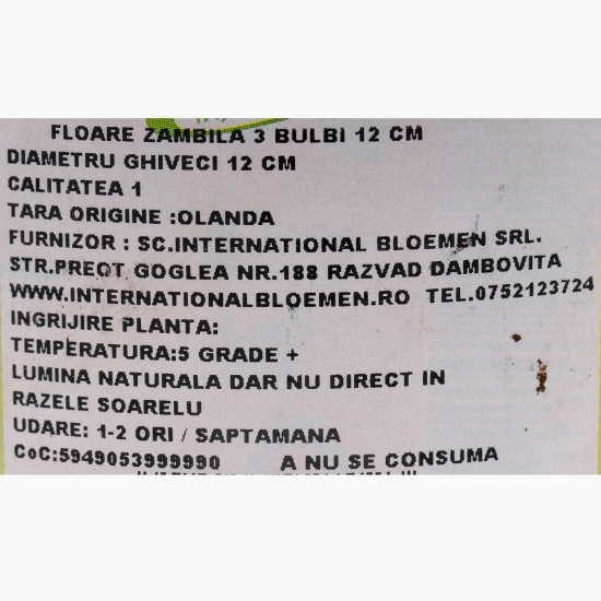 Floare zambilă, diferite culori, 3 bulbi, 12cm