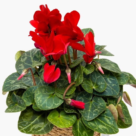 Floare Cyclamen în coș de bambus cu toartă