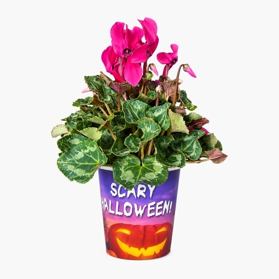 Floare Cyclamen în ghiveci Halloween, diverse modele și culori
