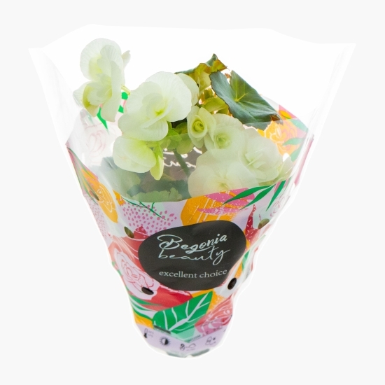 Floare begonie, diferite culori, 9cm