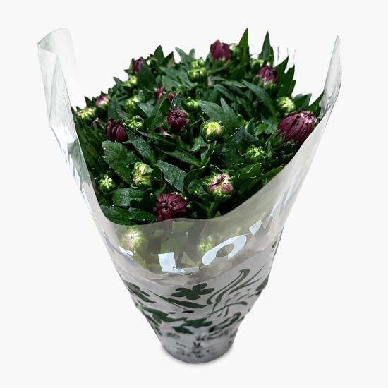 Crizantemă 12cm, diverse culori