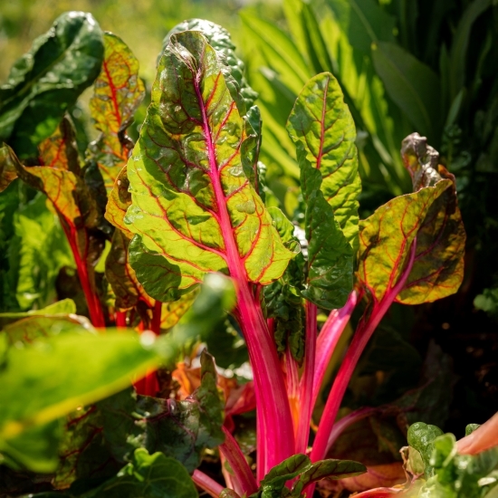 Mangold eco România 100g