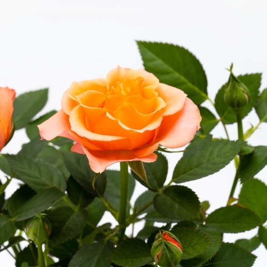 Trandafir în ghiveci 10.5cm, diferite culori (floare în ghiveci)